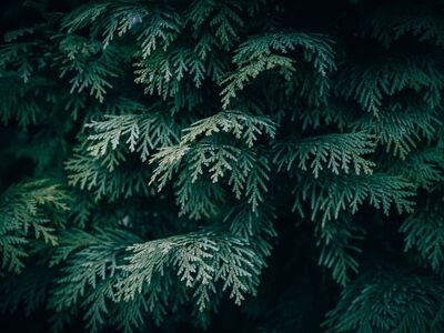 tree, desktop backgrounds, forest, hd wallpaper, wallpaper 4k, 4k wallpaper, wallpaper hd, cool backgrounds, dark green, flora, free wallpaper, pattern, evergreen tree, branch, coniferous tree, free background, coniferous, dark, dark background, close up, nature, green, mac wallpaper, backdrop, wallpaper, abstract, evergreen, nature wallpaper, laptop wallpaper, white cedar, full hd wallpaper, beautiful wallpaper, 4k wallpaper 1920x1080, outdoor, evergreen branches, beautiful nature, background, conifer tree, windows wallpaper, nature background, conifer