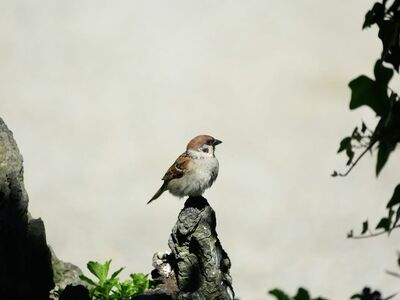 sparrow, bird, nature, wildlife, plumage, songbird, feathers, ornithology, beak, bird watching, close up