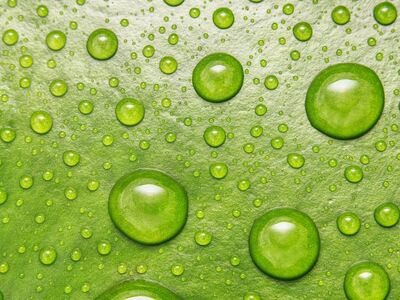 droplets, abstract, closeup, environment, fresh, green, leaf, macro, natural, plant, beautiful flowers, rain, raindrop, flora, aquatic, flower background, lily, organic, lilly, flower wallpaper, flower, nature, water droplets, botanical, bloom, water, lilypad, close