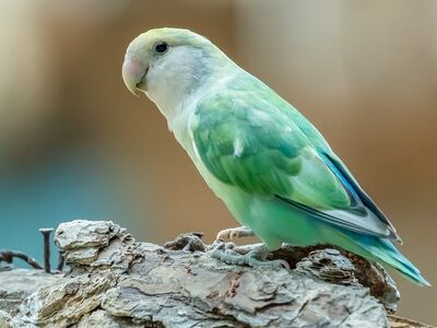 bird, parrot, feather, nature, photography