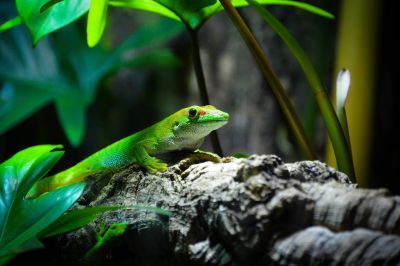 gecko, reptile, nature, animal, wildlife, lizard, fauna, wilderness, close up, animal photography, jungle, terrarium, exotic