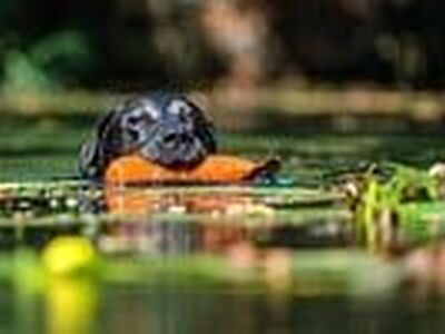 labrador, dog, animal, pet, dummy, water, black, hunts, retriever, training, sports, working-test, to mark, work, nature, work line