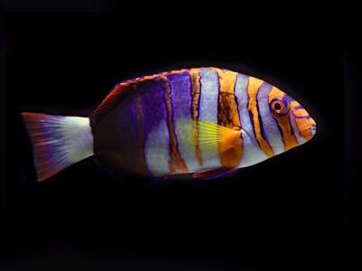 fish, aquarium, underwater, swimming, reef fish, coral reef fish, colourful fish, colorful fish, tuskfish, harlequin tuskfish