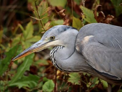 grey heron, heron, water bird, bird, plumage, beak, on the lurk, wildlife