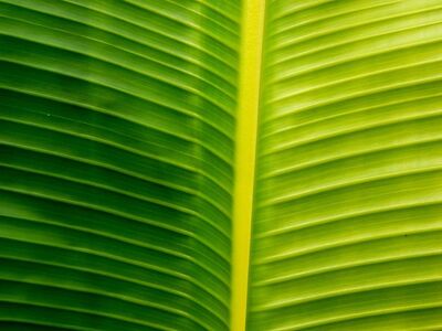 plant, fauna, leaf, abstraction, line, regularity, symmetry, interesting, nature