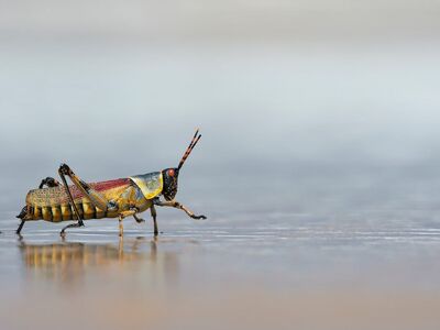 beach, harlequin grasshopper, coloured, multicoloured, nature, insect, south africa