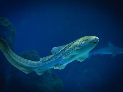 shark, leopard shark, fish, nature, aquarium, water, underwater