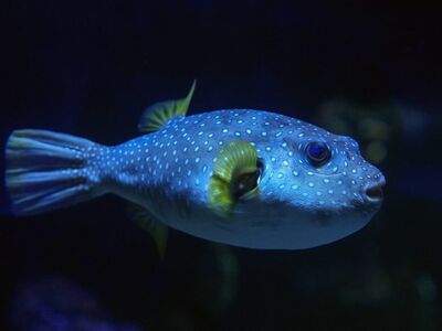 puffer fish, nature, animal, underwater, aquarium, fishes, tropical