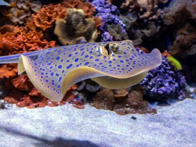 stingray, fish, nature, underwater, aquarium, ray, blue-spotted stingray, cairns aquarium, swimming, swimming stingray