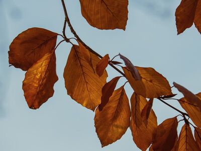 autumn, mac wallpaper, leaves, 4k wallpaper 1920x1080, hd wallpaper, cool backgrounds, beech, autumn colors, nature, laptop wallpaper, background, clear sky, beautiful wallpaper, wallpaper 4k, branches, light, outdoor, 4k wallpaper, happy, wallpaper hd, colorful, environment, sunlight, windows wallpaper, natural beauty, calm, free background, season, full hd wallpaper, beauty, autumn foliage, desktop backgrounds, free wallpaper, rural scenery