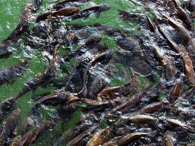 fish, lake, nature, nainital, uttarakhand, water, landscape, place, india