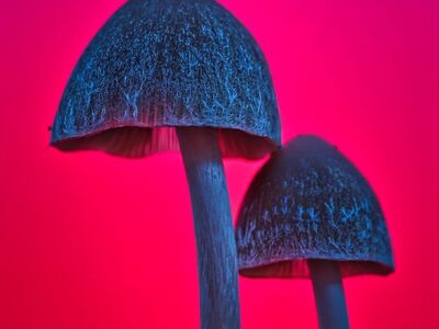 fall, macro, close up, nature, mushroom, forest, forest floor, forest mushrooms