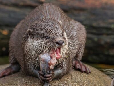 otter, nature, animal, water