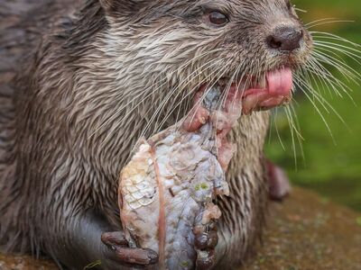 otter, nature, animal, water