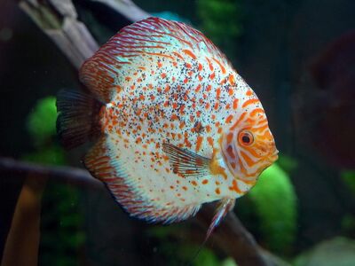 discus fish, fish, aquarium, fishes, underwater, discus cichlid, perch, multicoloured