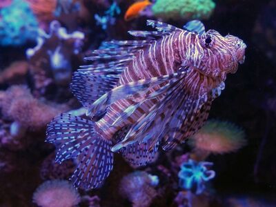 lionfish, nature, underwater, aquarium, fishes, exotic, poisonous, beautiful