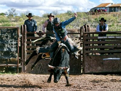 rodeo, cowboy, western, livestock, nature, riding, competition, show, animal, bull