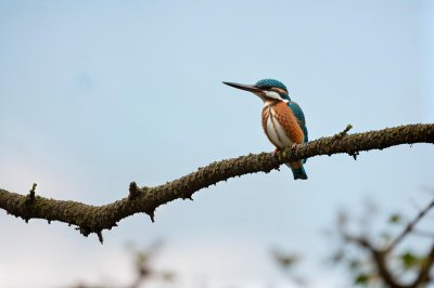 sacred kingfisher, kingfisher, todiramphus sanctus, bird, beak, feathers, plumage, bill, animal, wildlife, wilderness, nature, fauna, avian, wild, australia