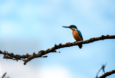 sacred kingfisher, kingfisher, todiramphus sanctus, bird, beak, feathers, plumage, bill, animal, wildlife, wilderness, nature, fauna, avian, wild, australia