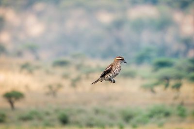 nature, wilderness, heaven, birds, africa, safari, animals, wildlife, national park, to travel, flow, blue