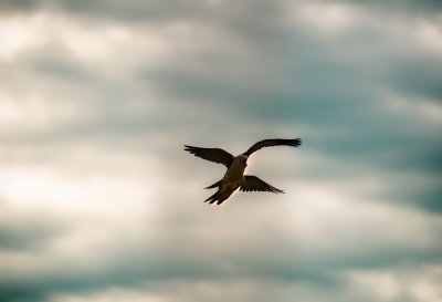 nature, wilderness, heaven, birds, africa, safari, animals, wildlife, national park, to travel, flow, blue