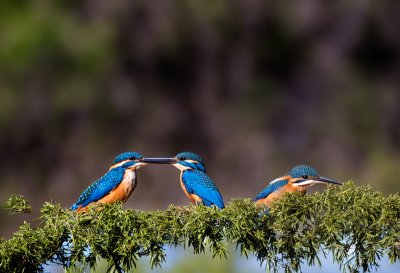 birds, kingfisher, wildlife, ornithology, tree, branch, wing, beak, plumage, family, hd background, nature, bird watching, landscape, birdwatching, fish, gift, bridal gift, courtship, spring, animal photography