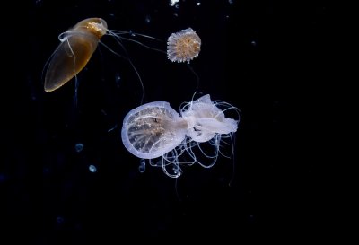 jellyfish, sea, nature, underwater, animal