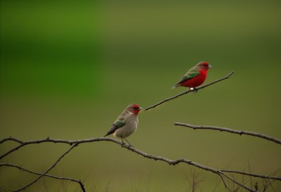 bird, red, green, nature, grass, twig, green background, blooming, graceful, wildlife, biotope, passerine, bird habitat, beauty, smoothness, ornithology, distant view, bird with red head, insect