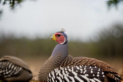 guinea fowl, bird, nature, outdoor, wildlife, crowned bird, bird head, white, jewel, beak, bird counting, pecking, profile, beautiful, feathers, eyes, bird beak, bird watching, red, bird breed