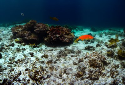 smelled, fishes, nature, water, sea, animal, underwater, underwater world, dive, red sea, reef, to travel, stingray, sea creatures, sea animal, creature