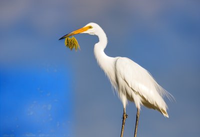 bird, animal, egret, feather, white, beak, heron, nature, water, wetland, wild, wildlife, feeding, plumage, portrait, beauty, blue, closeup, lake, water bird, australia, florida, predator, darwin, fish