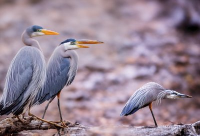 bird, heron, wing, beak, long beak, feathered animal, grey heron, outdoors, sitting bird, wildlife, bird watching, animal, nature, ornithology, winter, snow, frost, animal photography