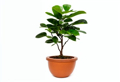 plant, ficus, houseplant, pot, indoor, green, leaf, foliage, nature, decor, minimal, modern, botanical, fresh