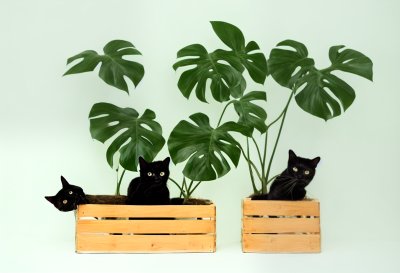 plants, monstera, crates, cats, pet, nature, botanical, drawing, background