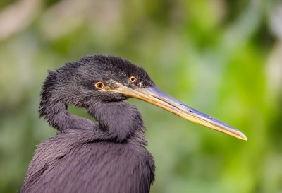 anhinga, bird, water bird, wildlife, wild bird, bird portrait, avian, long beak, fishing bird, wetland bird, marsh, nature, wildlife photography, bird close up, animal portrait, tropical bird, aquatic bird, feathers, green background, shallow depth of field