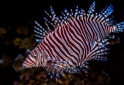 lionfish, underwater, marine life, reef fish, tropical fish, invasive species, ocean wildlife, coral reef, underwater photography, exotic fish, venomous spines, striped fish, sea life, aquatic animal, marine biodiversity, scuba diving, snorkeling, underwater close-up, nature, wildlife photography