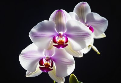orchid, plant, blossom, bloom, orchids, flora, houseplant, hd wallpaper, full hd wallpaper, desktop backgrounds, mac wallpaper