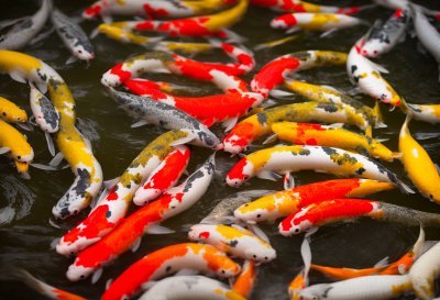 koi, fish, pond, water, carp, colorful, oriental, garden, decorative, peaceful, fishpond, japanese, koi carp, zen, relaxation, various colors, beauty, art, movement