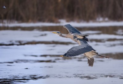 heron, winter landscape, frozen pond, flying bird, nature, wildlife, bird photography, tranquil atmosphere, winter bird, snowy landscape, quiet, ice, reflection, quiet pond, winter day, pond in winter, winter calm, wings, nature reserve, winter