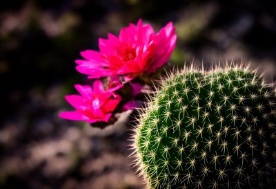 cactus, flower, nature, flora, botany, spiky, thorns, green, bloom, desert, gardening, striped, colorful, beauty, garden, natural, photography, macro photography, plant kingdom, natural beauty