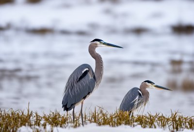 heron, pond, winter, snow, nature, feathers, calm, park, birds, water birds, feeding, beak, wetland, coloration, wildlife, ornithology, muddy, cold, spring
