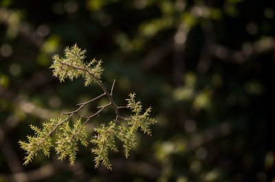 nature, mac wallpaper, free wallpaper, plant, twig, sun, beautiful wallpaper, fibers, beautiful nature, texture, delicacy, full hd wallpaper, abstract, 4k wallpaper 1920x1080, cool backgrounds, autumn, brown, nature wallpaper, detail, natural light, windows wallpaper, wallpaper hd, shine, desktop backgrounds, laptop wallpaper, 4k wallpaper, art, nature background, wallpaper, composition, wallpaper 4k, free background, floral background, bright, blurred, soft, hd wallpaper, bokeh, elegant
