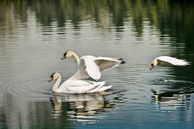 swan, mute swan, water bird, lake, reflection, calm water, silence, serenity, quiet, nature, wildlife, bird portrait, elegant, graceful, minimalism, free space, portrait, autumn mood, late summer, shades of green, gentle light, thoughtful, lonliness, mindfulness, harmony