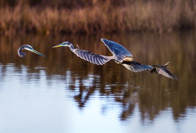heron, bird, nature, animal, wildlife, wings, marshland, avian, plumage, fishing, water