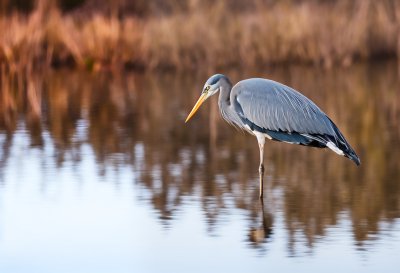 heron, bird, nature, animal, wildlife, wings, marshland, avian, plumage, fishing, water