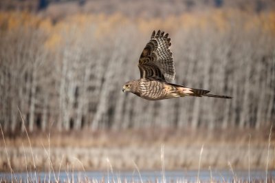 northern harrier, hawk, bird, animal, raptor, wildlife, nature, wild, hunting, flying