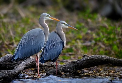 heron, nature, bird, wildlife, animal, ornithology, grey heron, water bird, plumage, beak, pond, lake, park, fish eater, feathers, bird watching