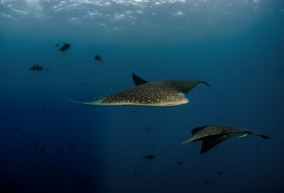 eagle rays, smelled, nature, dive, underwater, fishes, underwater world, sea, underwater photography, ocean
