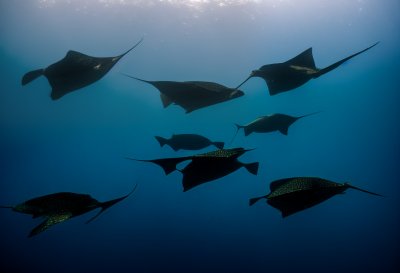 eagle rays, smelled, nature, dive, underwater, fishes, underwater world, sea, fish school, school of fish, water, animals, fish, ocean