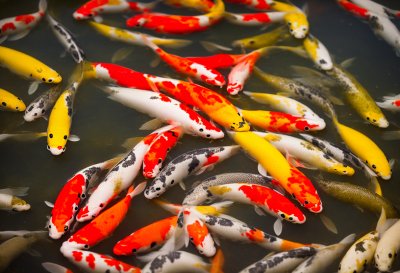 koi, fish, water, pond, carp, animals, swimming, colors, photography, landscape, nature, golden, density, koi carp, swim, park, asian